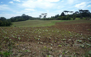 Terreno em Fazenda Rio Grande